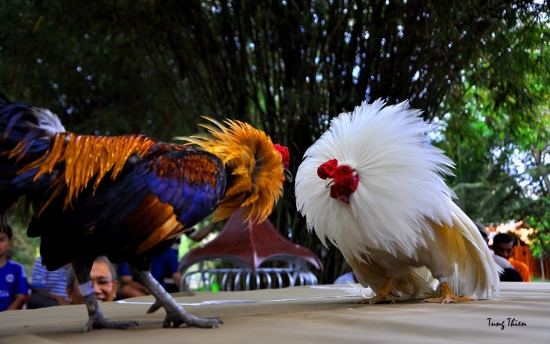 Cách thức tổ chức và luật chơi tại các hội làng