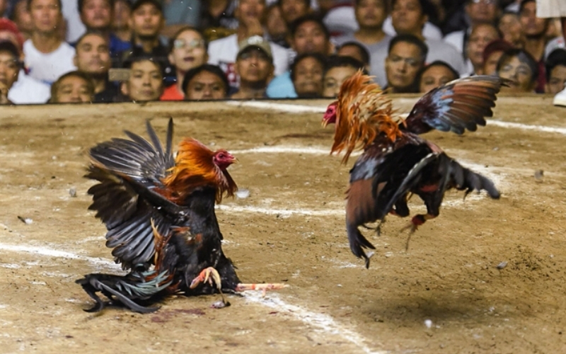 Đá gà trong các lễ hội truyền thống